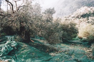 Der Boden unter den Olivenbäumen wird mit Netzen ausgelegt