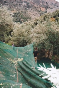 Die Oliven werden per Hand von den Bäumen geschlagen und landen in den Netzen.