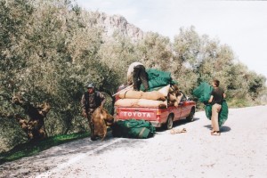 Die Oliven werden in Säcke abgefüllt und mit dem Pickup in die Ölmühle gefahren.